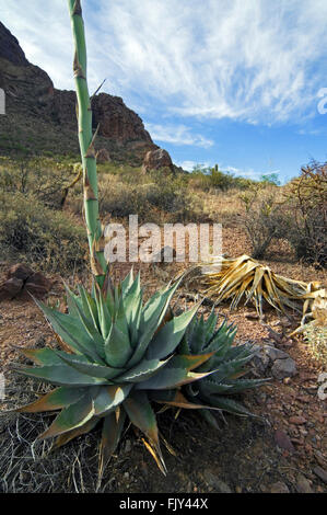 Parry's century plant agave Parry's / / mescal Agave parryi (agave) originaire de l'Arizona, du Nouveau Mexique, et le nord du Mexique Banque D'Images