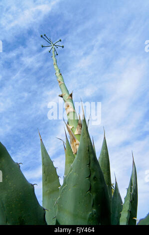 Parry's century plant agave Parry's / / mescal Agave parryi (agave) originaire de l'Arizona et le Mexique montrant les feuilles et de la tige Banque D'Images