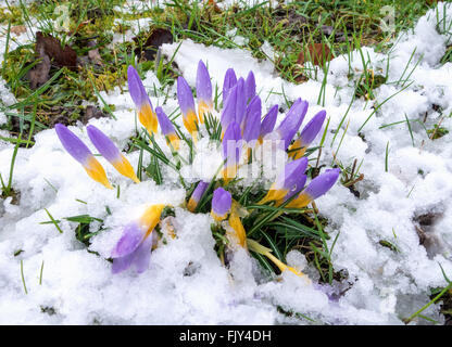 Un groupe de purple crocus jaune, fermé sur une prairie dans la neige Banque D'Images