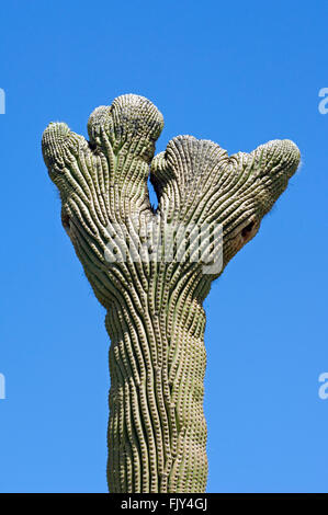 Crested Saguaro cactus (Carnegiea gigantea / Cereus giganteus déformation lors de la fasciation, désert de Sonora, en Arizona, USA Banque D'Images