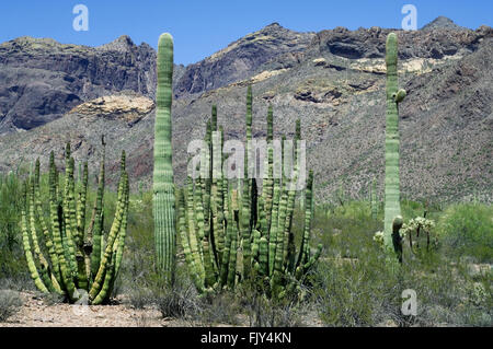 Cactus Saguaro (Carnegiea gigantea) et orgue (Stenocereus thurberi pipe cactus), désert de Sonora, en Arizona, USA Banque D'Images