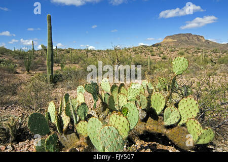 L'isoète d'oponce de l'Est / la langue de vache cactus (Opuntia engelmannii) dans le tuyau d'Orgue Cactus National Monument, Arizona, USA Banque D'Images