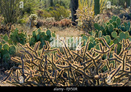 Staghorn cholla Opuntia (versicolor) et d'Engelmann, le figuier de Barbarie (Opuntia engelmannii) cactus, désert de Sonora, en Arizona, USA Banque D'Images