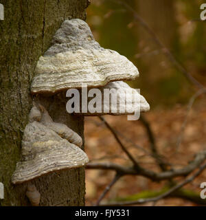 Gros champignons sur un tronc d'arbre. Banque D'Images