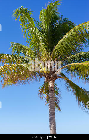 Une noix de coco palm tree at Grand Turk, Turks et Caicos, Antilles britanniques dans les Caraïbes Banque D'Images