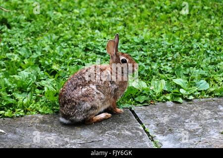 Lapin sauvage visiter le jardin Banque D'Images