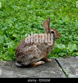 Lapin sauvage visiter le jardin Banque D'Images