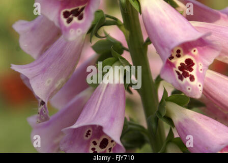 La digitale pourpre, Digitalis purpurea, plante herbacée à fleurs tachées de pourpre, ornementales et médicinales, la digoxine medicine Banque D'Images