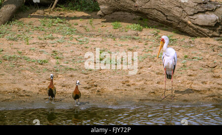 Canard à face blanche et jaune-billed stork en Kruger National Park, Afrique du Sud ; Espèce Dendrocygna viduata et Mycteria ibis Banque D'Images