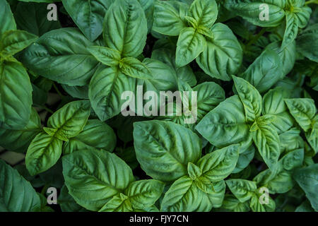 Jeunes feuilles de basilic frais, herbe couramment utilisée dans la cuisine italienne comme accompagnement des tomates Banque D'Images