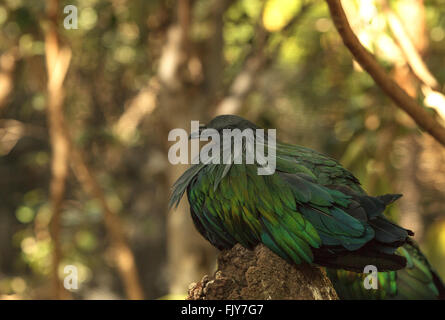 Cruz, Caloenas nicobarica Pigeon, oiseau trouvé dans la région de Cruz de Luzon, et Nouvelle Guinée Banque D'Images