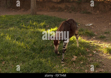 Okapi Okapia johnstoni,, est trouvé en Afrique et est en fait un proche parent de la girafe. Banque D'Images
