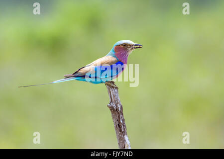 Lillac-breasted roller dans le parc national Kruger, Afrique du Sud ; Espèce Coracias caudatus famille de Coraciidae Banque D'Images