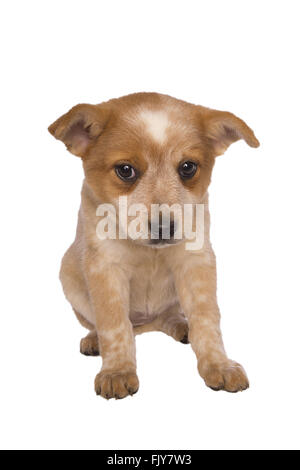 Australian cattle dog pup à la triste isolé sur fond blanc Banque D'Images