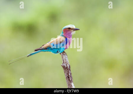 Lillac-breasted roller dans le parc national Kruger, Afrique du Sud ; Espèce Coracias caudatus famille de Coraciidae Banque D'Images