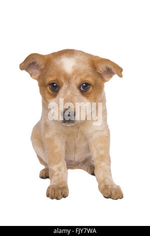 Australian cattle dog pup à la triste isolé sur fond blanc Banque D'Images