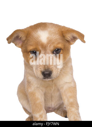 Australian cattle dog pup à la triste isolé sur fond blanc Banque D'Images