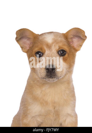 Australian cattle dog pup head shot isolated on white Banque D'Images