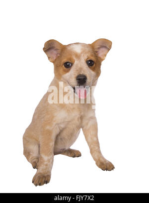 Australian cattle dog avec la langue qui sort isolé sur fond blanc Banque D'Images