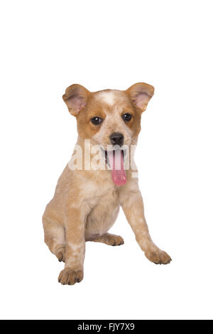 Australian cattle dog avec la langue qui sort isolé sur fond blanc Banque D'Images