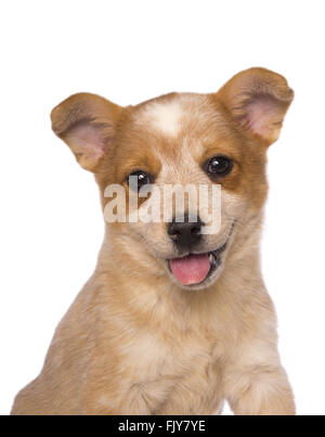 Australian cattle dog puppy tourné la tête avec la bouche ouverte et la langue isolated Banque D'Images