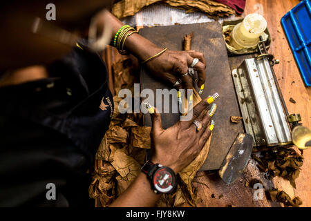 (160304) -- LA HAVANE, 4 mars 2016 (Xinhua) -- un travailleur fait cigare Cohiba à l'usine "El Laguito" à La Havane, capitale de Cuba, le 3 mars 2016. Cohiba est la marque de cigare cubain. Il a été créé pour la première fois en 1966 pour le leader révolutionnaire cubain Fidel Castro lui-même et a ensuite été top secret. Il devint bientôt cadeaux cubaine pour les chefs d'état et la visite de diplomates. Depuis 1982 Cohiba a été disponible en quantité limitée pour le marché libre. La dénomination "Cohiba" est un ancien mot indien Taïno pour les bouquets de feuilles de tabac que Colomb a vu être fumés par les premiers habitants de Banque D'Images