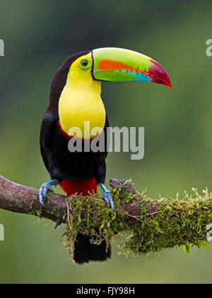 Keel-billed toucan perché sur une branche Banque D'Images