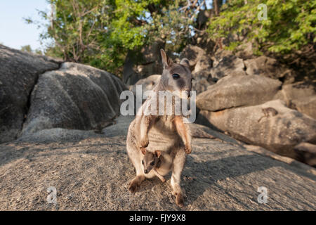 Mareeba rock wallaby-maman avec Joey dans sa housse (Petrogale mareeba) (Petrogale mareeba) Banque D'Images