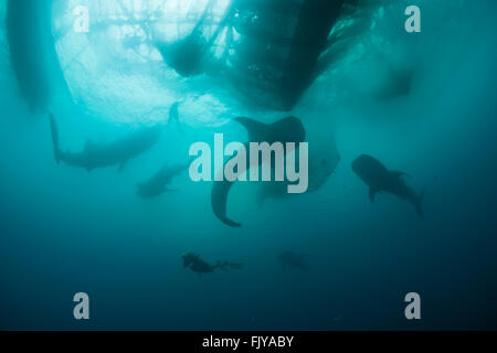 La pêche du requin-baleine, près d'un dispositif appelé "Bagan'. Bagans sont de grands bateaux ancrés fixes qui ont un ourigger spanning net f Banque D'Images