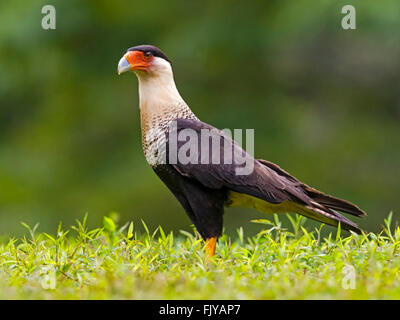 Caracara huppé du comité permanent Banque D'Images