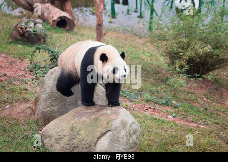 Panda au zoo Banque D'Images