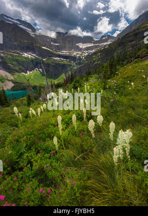 Xérophylle, fleur sauvage dans le parc national des Glaciers Banque D'Images