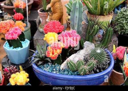 Toutes sortes de cactus et succulentes pour la vente à une pépinière locale Banque D'Images