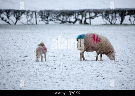 Brebis et moutons gallois agneau bébé à l'abri de la tempête de neige Tempête de neige tombe sur Jake comme une ferme de moutons dans les régions rurales de Flintshire Banque D'Images