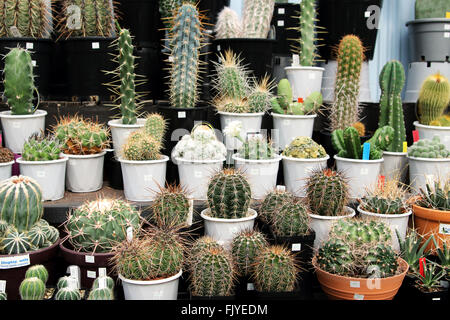 Toutes sortes de variétés de cactus dans une pépinière Banque D'Images