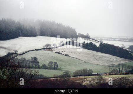 Aberystwyth, Pays de Galles, Royaume-Uni. 4 mars, 2016. Météo France : la neige qui tombe de nuages bas sur le bord de la Cambrian Mountains près d'Aberystwyth, Pays de Galles, Royaume-Uni, temps incertain continue à travers le nord de l'UK Crédit : John Gilbey/Alamy Live News Banque D'Images