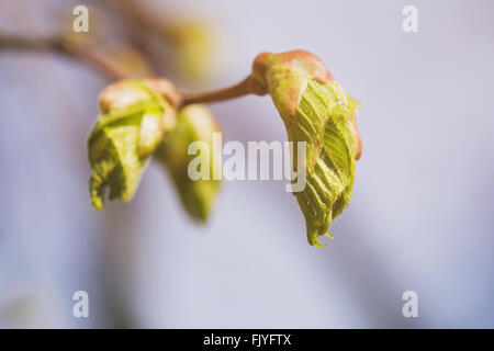 Premières feuilles et bourgeons de tilleul photo printemps Banque D'Images