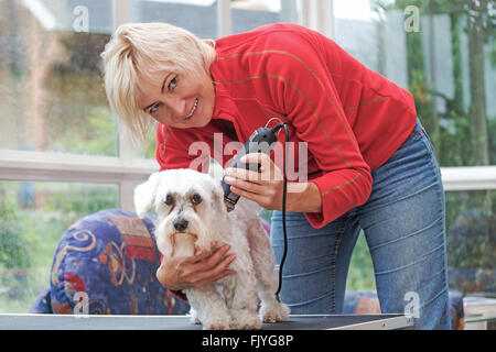 Smiling blonde femme d'âge moyen est un toilettage chien maltais blanc par chien électrique rasoir. Toutes les marques potentiels sont enlevés. Banque D'Images