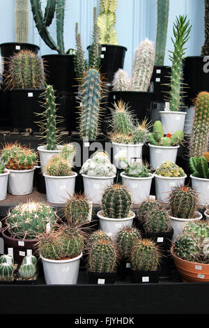 Toutes sortes de variétés de cactus dans une pépinière Banque D'Images