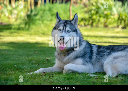 Husky de Sibérie. Le Husky Sibérien repose sur l'herbe Banque D'Images