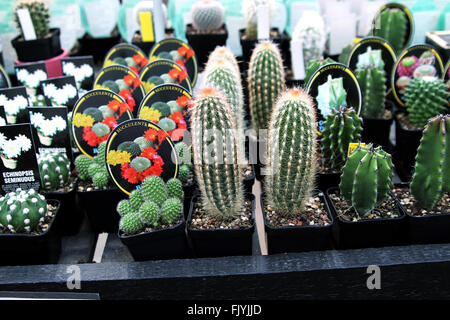 Toutes sortes de variétés de cactus dans une pépinière Banque D'Images