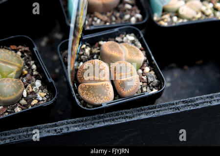 Lithops ou également connu sous le nom de pierre vivante plantes grasses Banque D'Images