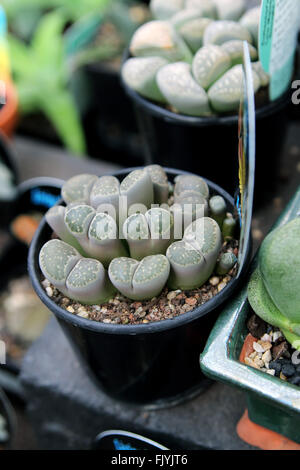 Lithops ou également connu sous le nom de pierre vivante plantes grasses Banque D'Images