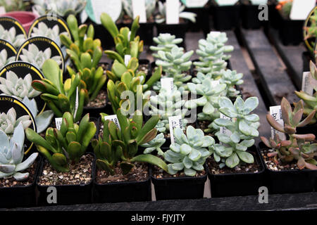 Le Corail Rouge et Crassula, Sedum Claratum Tiscalatengo Sedumand Gorge oreilles Ogers portulacea succulent de Crassula, dans des pots de plus en plus Banque D'Images