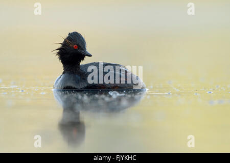 Grèbe à cou noir Grèbe à cou / ( Podiceps nigricollis ), humide de plongée sous-marine, nage sur l'eau colorée, nice tourner sa tête. Banque D'Images