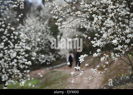 Hangzhou, Chine, Province de Zhejiang. 4e Mar, 2016. Les touristes voir magnolia fleurs à Changling Village, Ville, la Chine de l'excellence dans la province du Zhejiang, le 4 mars 2016. © Huang Zongzhi/Xinhua/Alamy Live News Banque D'Images