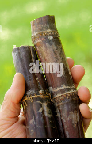 Canne à sucre. Sacharum officinarum. Banque D'Images