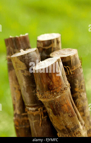 Canne à sucre. Sacharum officinarum. Banque D'Images