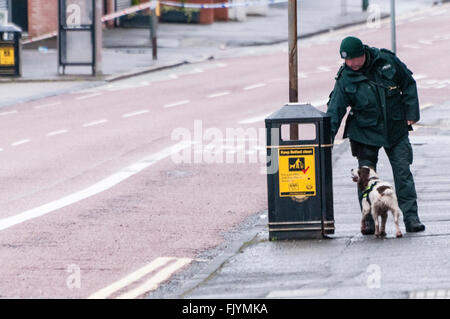 Belfast, Irlande du Nord. 04 mars 2016 - Un conducteur de chien PSNI et son chien recherche d'explosifs dans une corbeille de rue. Crédit : Stephen Barnes/Alamy Live News Banque D'Images