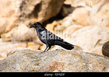 Corbeau noir assis sur un rocher Banque D'Images